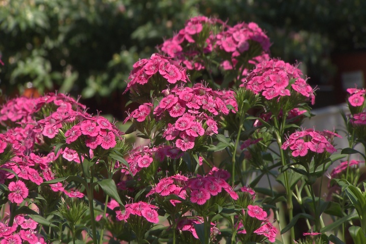 Super Plant Jolt dianthus gives long-lasting beauty